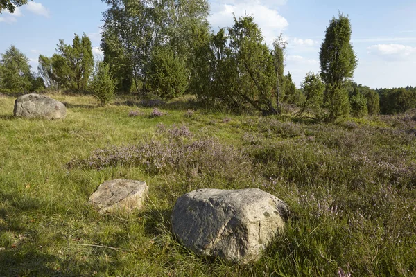 Камінь Лежить Вересовій Місцевості Пейзаж Luneburg Heath Німеччина Поблизу Містечка — стокове фото