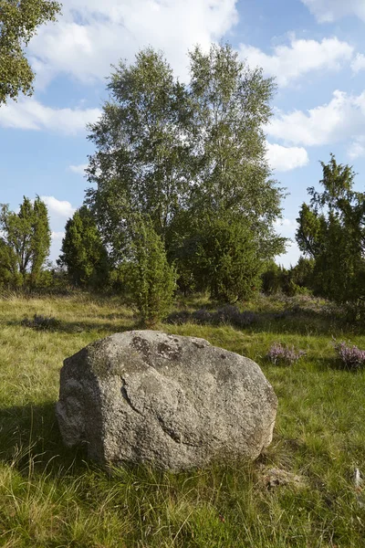 Камінь Лежить Вересовій Місцевості Пейзаж Luneburg Heath Німеччина Поблизу Містечка — стокове фото