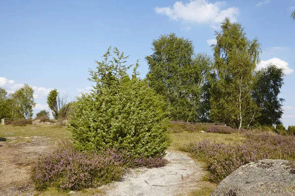 A stone lays beneath a small path that leads through the heathland (landscape) of the Luneburg Heath (Germany) near the small town Wilsede (Lower Saxony, Rural District Harburg).