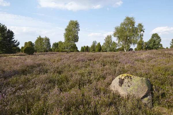 Charneca Paisagem Luneburg Heath Alemanha Perto Pequena Cidade Wilsede Baixa — Fotografia de Stock