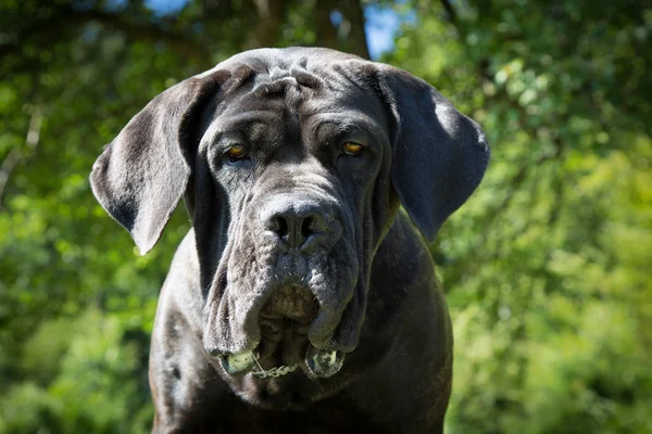 黑色拉布拉多猎犬的肖像 — 图库照片