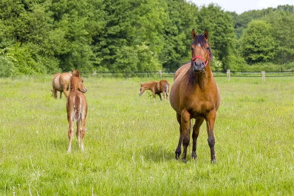 Caballos Pastizal Primavera Región Del Bajo Rin Alemania —  Fotos de Stock