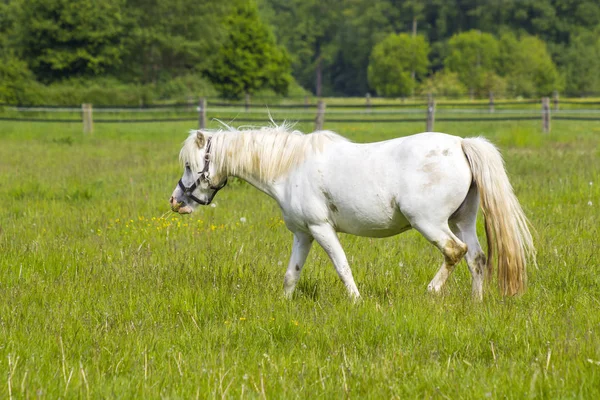 Koń Biały Koniowate — Zdjęcie stockowe