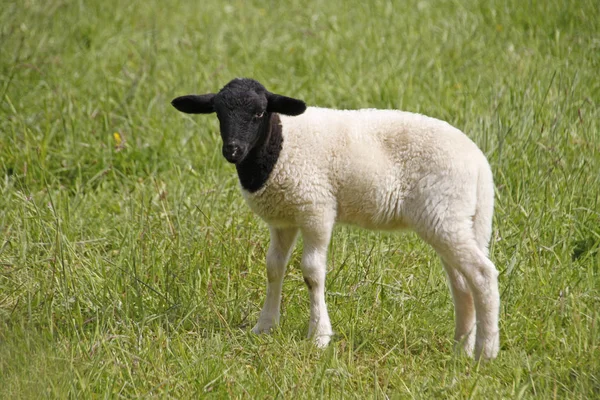 Domestic Sheep Pasture — Stock Photo, Image