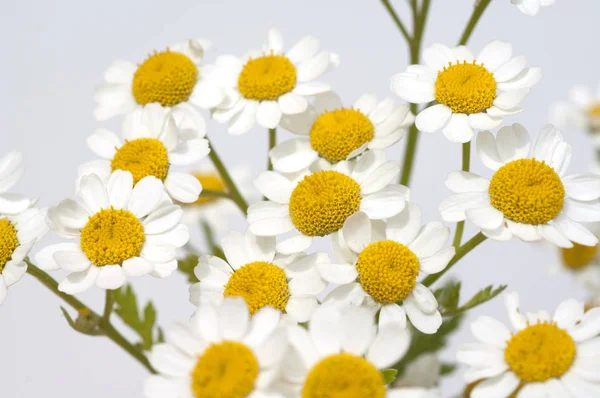 Flores Camomila Fundo Branco — Fotografia de Stock