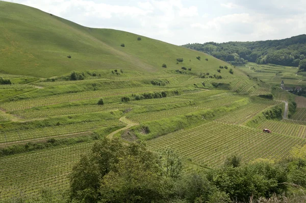 Weinberge Haselschacher Buck Alt Vogtsburg — Stockfoto