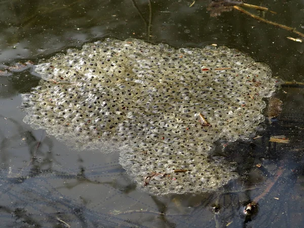 Rana Hierba Anfibio Pequeño — Foto de Stock