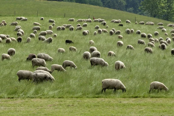 Schafherde Schwarzwald — Stockfoto