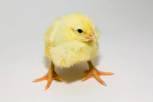 Маленькая Курица Стоящая Ногах — стоковое фото
