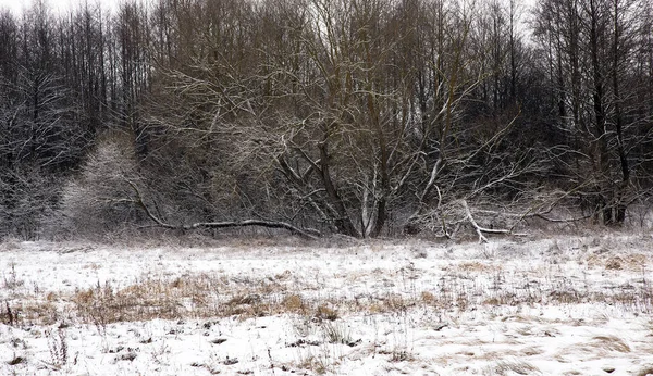 冬に雪に覆われた畑で育つ木は — ストック写真