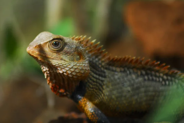 Animal Sauvage Lézard Reptile Iguane — Photo