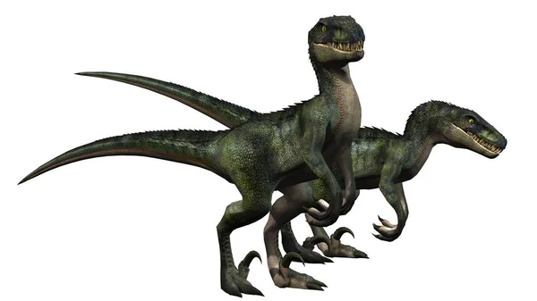 Dinosauro Velociraptor Isolato Sfondo Bianco — Foto Stock