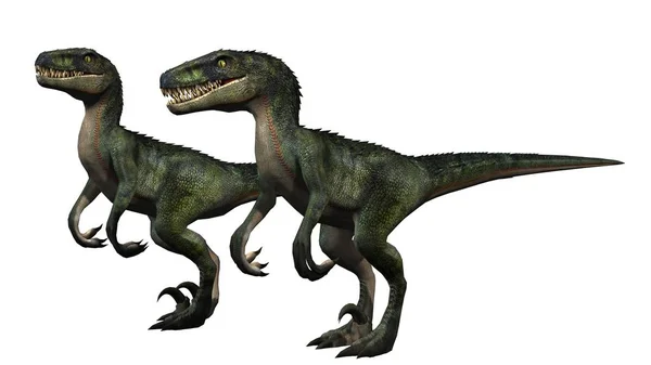 Dinosauro Velociraptor Isolato Sfondo Bianco — Foto Stock