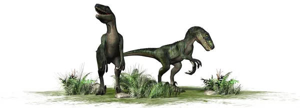 Velociraptor Colony 배경에 고립되어 — 스톡 사진