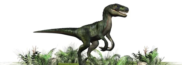 Nvelociraptor Dinosaurus Geïsoleerd Witte Achtergrond — Stockfoto