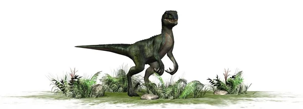 Nvelociraptor恐龙 在白色背景下隔离 — 图库照片