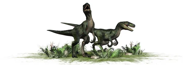 Nvelociraptor Dinosaur Isolated White Background — Foto de Stock