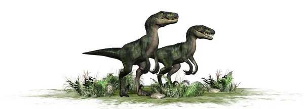 Nvelociraptor Δεινόσαυρος Απομονώνονται Λευκό Φόντο — Φωτογραφία Αρχείου