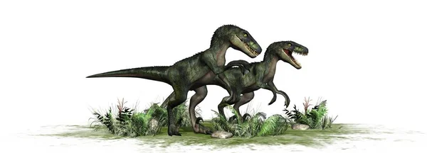 Nvelociraptor Dinossauro Isolado Fundo Branco — Fotografia de Stock