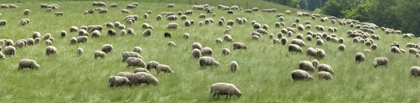 Troupeau Moutons Forêt Noire — Photo