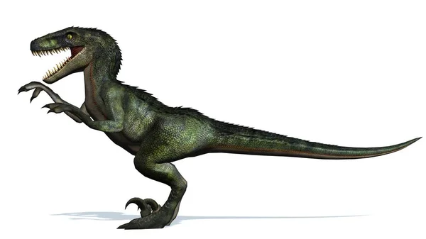 Dinosauro Velociraptor Isolato Sfondo Bianco — Foto Stock