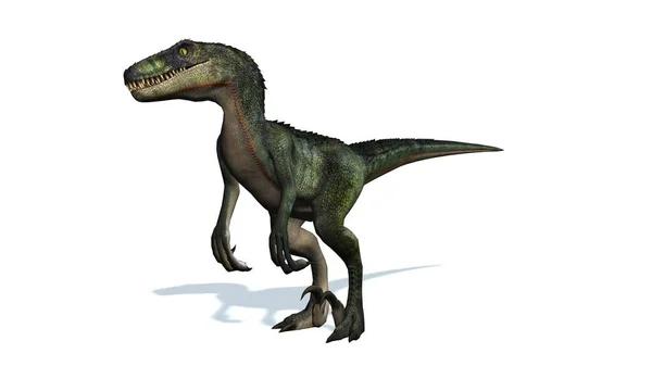 Dinosauro Velociraptor Isolato Sfondo Bianco — Foto Stock