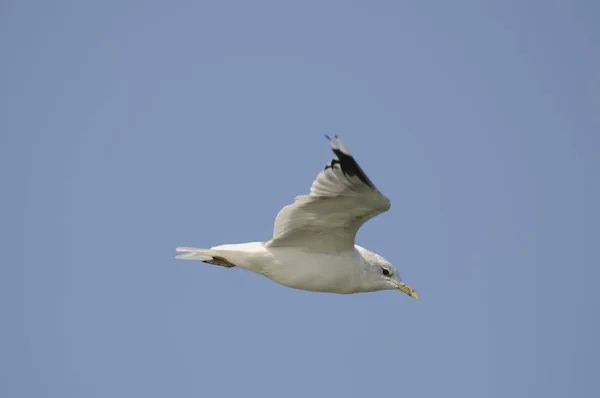 Gråtruten Flygning — Stockfoto