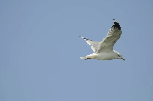 Gråtruten Flygning — Stockfoto