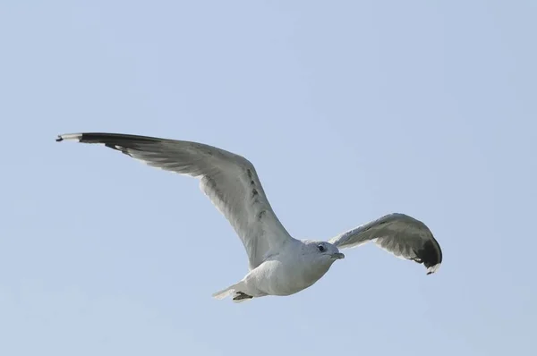 飛行にはニシン カモメ — ストック写真