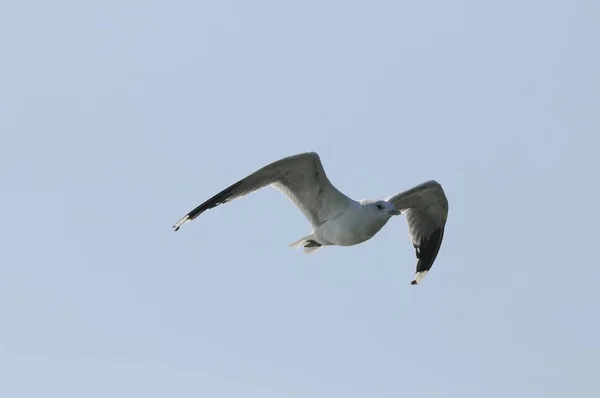 Herring Gulls Flight — Stock Photo, Image