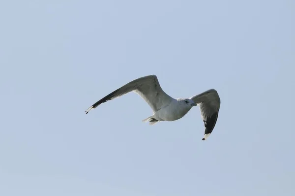 Gaviotas Arenque Vuelo — Foto de Stock