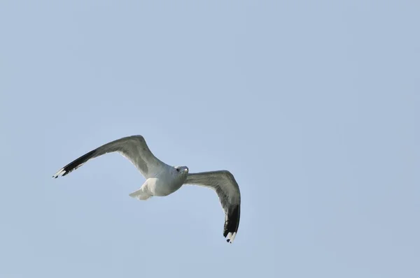 Gråtruten Flygning — Stockfoto