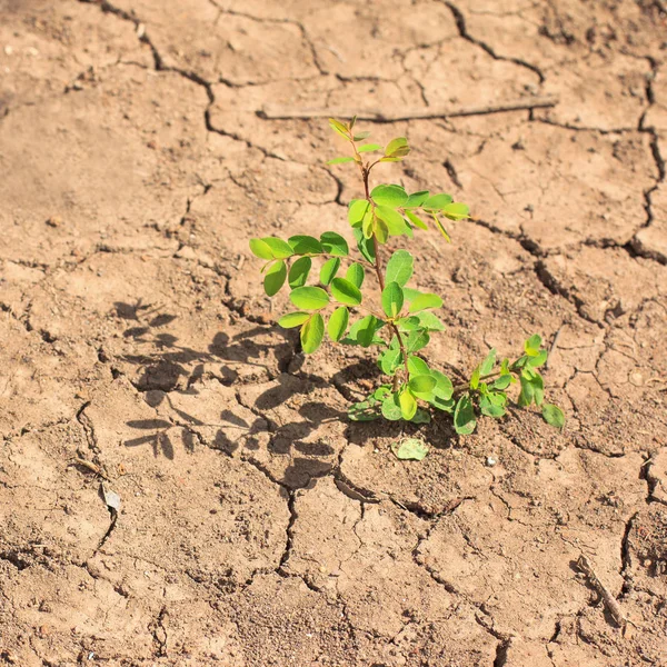 Dry Soil Little Tree Growing Shadow — Stock Photo, Image