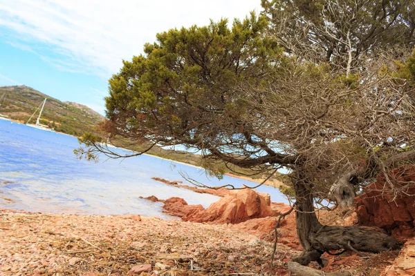 Bonifacio Korsika Frankrike — Stockfoto