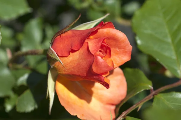 Westerland Strauchrose Gartenblume Rose — Stock Photo, Image