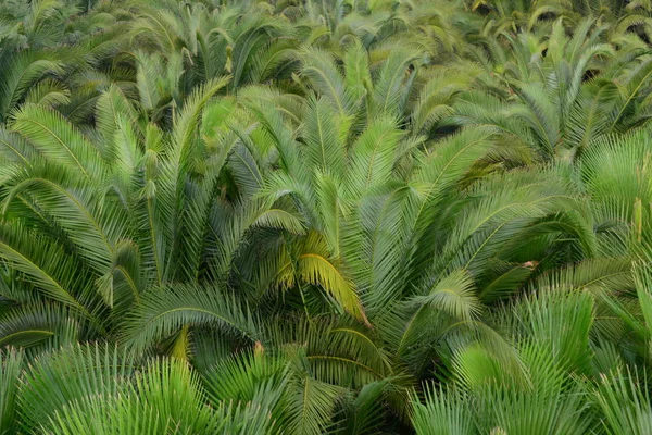 Palmenblätter Spanien Kopierraum — Stockfoto