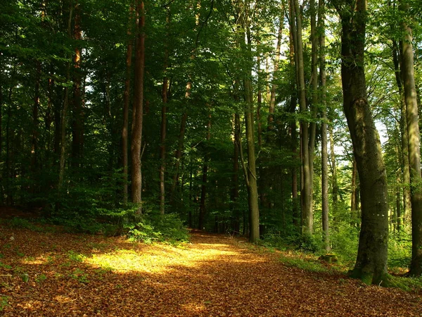 Foresta Autunnale Stagione Autunnale Foglie Fogliame — Foto Stock