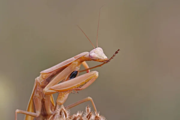 野生の自然界での虫の接近 — ストック写真