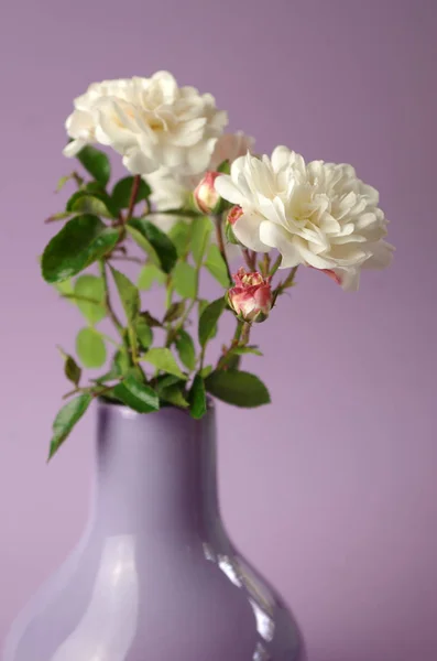 Rosas Arbustivas Fotografiadas Estudio —  Fotos de Stock