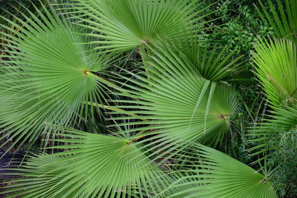 Palm Leaves Spain Copy Space — Stock Photo, Image