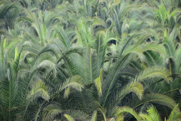 Palmblad Spanien Kopiera Utrymme — Stockfoto