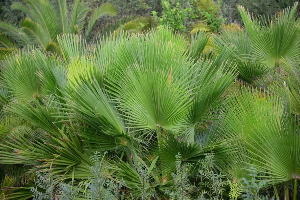 Palmbladeren Spanje Kopieer Ruimte — Stockfoto