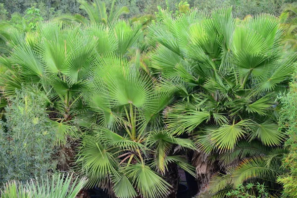 Palm Leaves Στην Ισπανία — Φωτογραφία Αρχείου