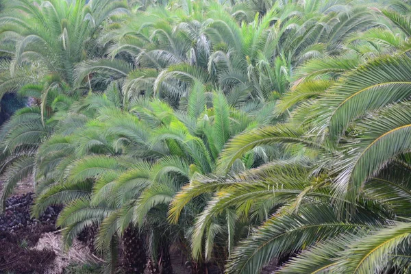 Liście Palmy Hiszpanii — Zdjęcie stockowe