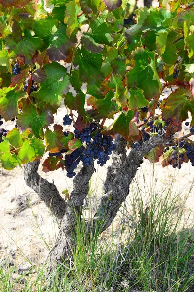 Agriculture Paysanne Grappes Raisins Arbres — Photo