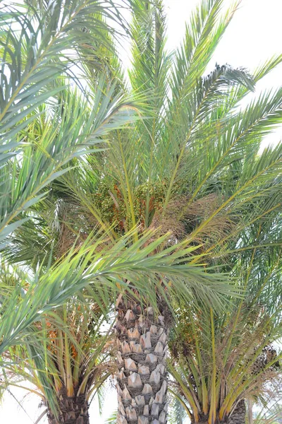 Dattelpalme Baum Der Natur Flora Und Laub — Stockfoto