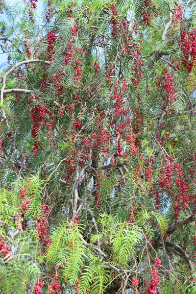 Pepe Rosso Albero Spagna — Foto Stock