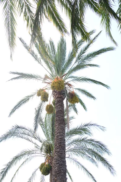 Data Palma Drzewo Przyrodzie Flora Liście — Zdjęcie stockowe
