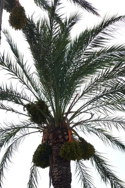 椰枣树 热带植物 — 图库照片
