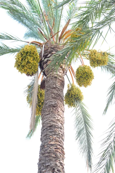 Palma Data Árvore Natureza Flora Folhagem — Fotografia de Stock